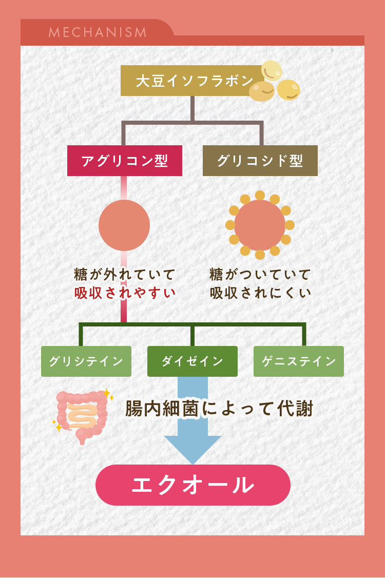【エクオールとは？】大豆イソフラボンからおなかの中で腸内細菌によって作られる成分・約1～2日で体外へ排出される